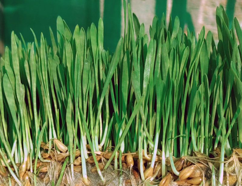 Erba d'orzo biologica